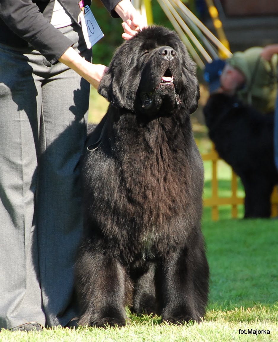 newfoundland crufts